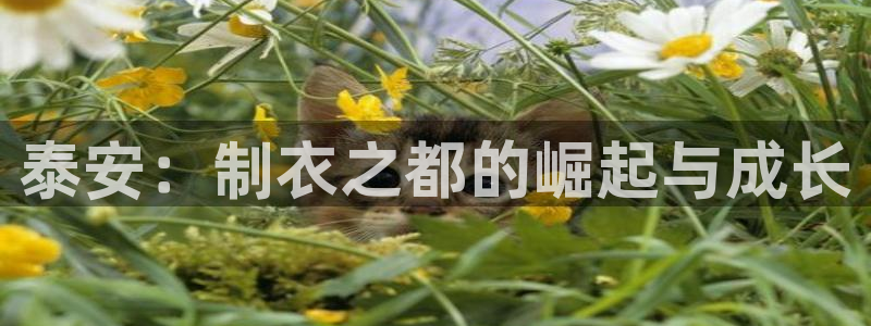 摩登7平台登录网址